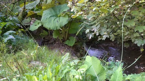 A peaceful stream, perfect for meditating in silence.