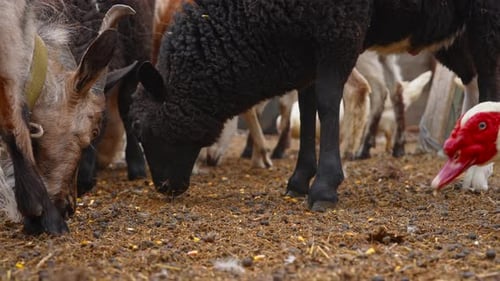 Farm Animals Grazing Together On A Rustic Farm Ground