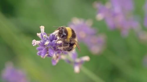 Bumblebee Collects Pollen on Lavender Flower