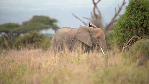 Elephants walking in Botswana grassland on a beautiful clear day, Low angle shot