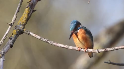 A Common Kingfisher (alcedo atthis) in the Reed, Germany
