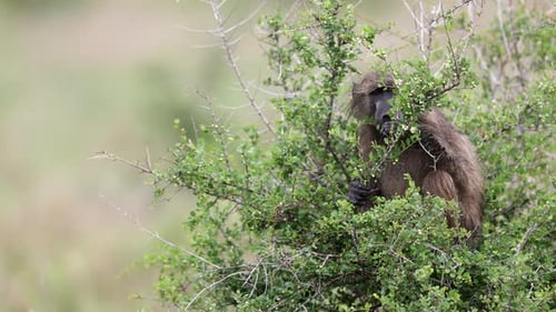 Babouin Chacma dans un buisson de baies blanches d'Afrique du Sud mangeant des baies blanches