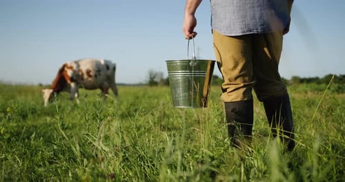 Farmer Holding Bucket, Cow Grazing in Meadow