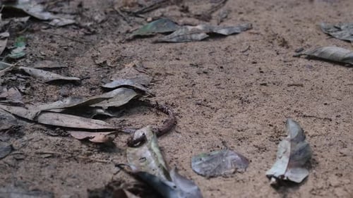 Ce ver de terre vu attaqué par cette armée de fourmis noires alors qu'il se tord et tourne pour se débarrasser du