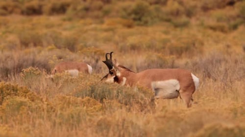 Pronghorn in Yellowstone National Park