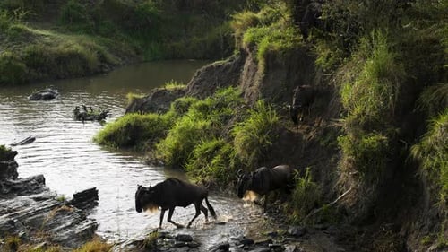 Wildebeest coming down river bank cross small river, great migration