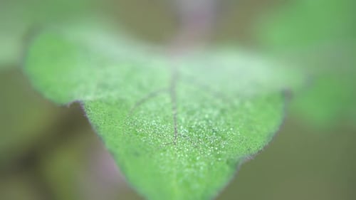 Dew drops fall on the leaves of the trees in winter.