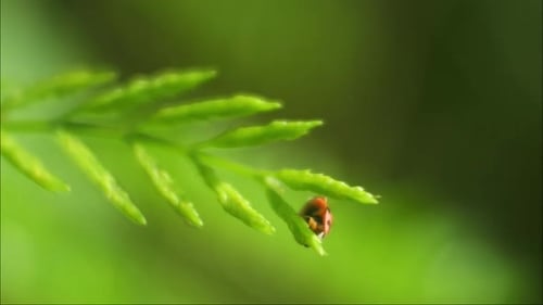 Ladybug Crawling on Green Plant Leaf in Nature