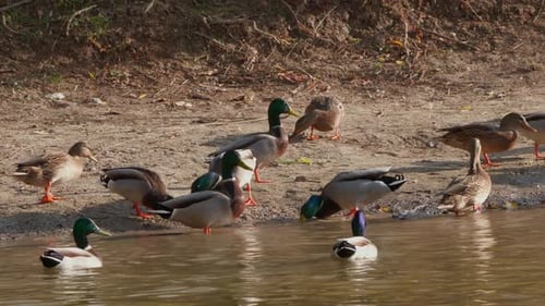 Ducks Gathering at Waters Edge on Sunny Day