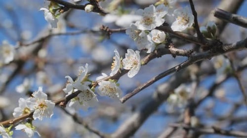 Blossoming Tree Branches in Springtime Sunlight