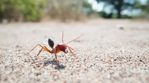 A lone large ant on the sand, wiggling whiskers, super macro. Slow mo