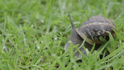 Snail Changing Direction in Green Grass, Close Up of Garden Snail Turning