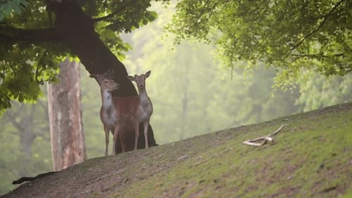Deer Standing Side By Side Begin To Walk