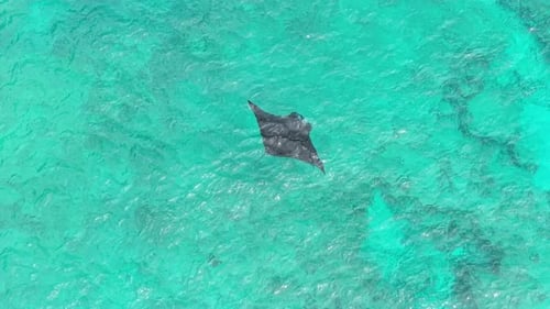Manta raya nadando sola en aguas turquesas del océano