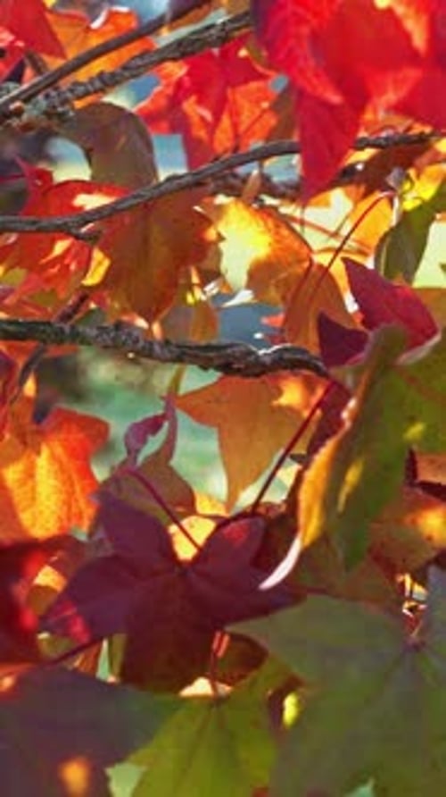 Autumn Leaves Changing Color on Tree Branch