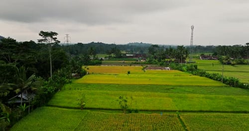 Drone flying over yellow and green rice fields, Indonesia. Aerial drone view