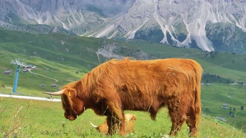 Highland cow grazing on mountain pasture