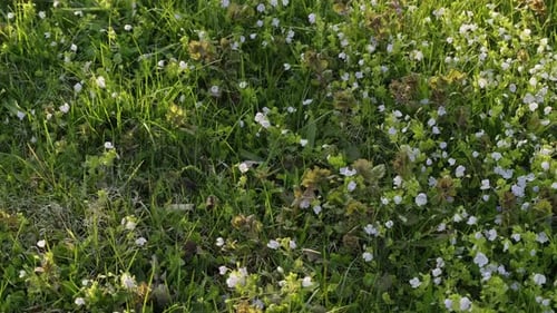 Small white spring flowers in grass lawn during sunny evening. Paning shot - to the right.