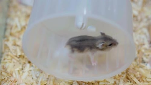 Hamster running in exercise wheel in cage