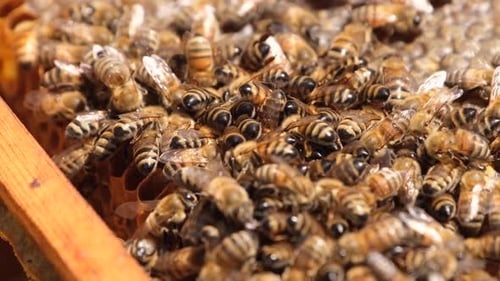 Working Bees On Honeycomb