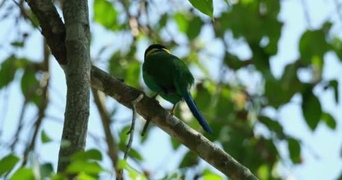 Langschwanz-Breitschnabel Psarisomus dalhousiae, Thailand, thront und fliegt davon.