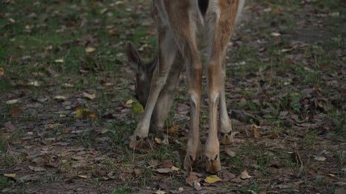 Back view of the legs of a Whitetail spotted young deer grazing in the autumn forest slow motion