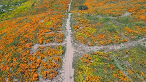 Vídeo aéreo sobre os campos floridos em Perris, Estados Unidos