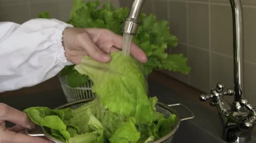 Female hands wash green leaves of salads under running water in the kitchen