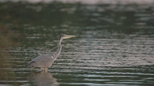 Graureihervogel, der in freier Wildbahn in einem großen, plätschernden, ruhigen See steht, windige Wetterbedingungen mit