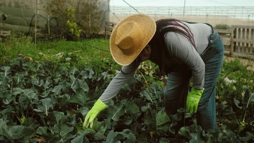 African senior woman working inside farm plantation - Farm people lifestyle