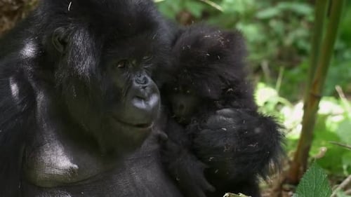 Slowmotion shot of a mother gorilla holding her baby in Rwanda