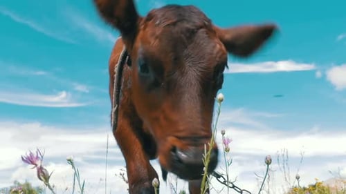 The Gray Calf Cow Graze on a Meadow on Sky Background and Smelling the Camera Slow Motion