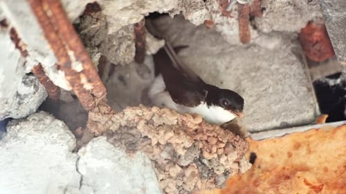 A Swallow is Nesting on the Balcony of an Apartment Building