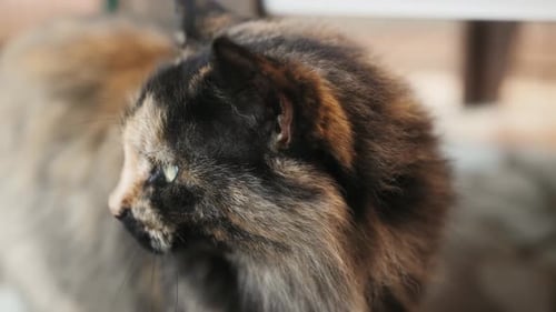 Fluffy Cat Siberian Cat Close Up Concept of Pets