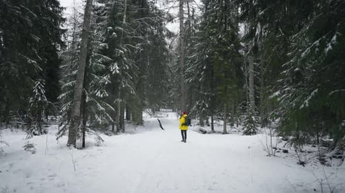 Hike in Coniferous Forest in Winter Backpacker Walking Alone Between Spruces General Shot with