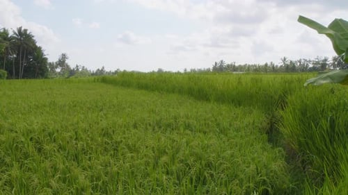 lush green rice fields in, Bali, Indonesia.