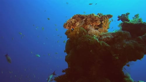 Scorpion-Fish on Corals