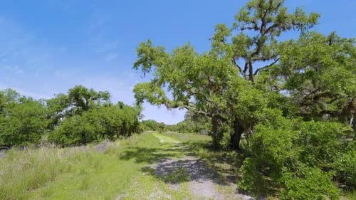 Tropical Wetlands with Dirt Road Hiking Trail Between Wild Vegetation in Southern Florida Rainforest