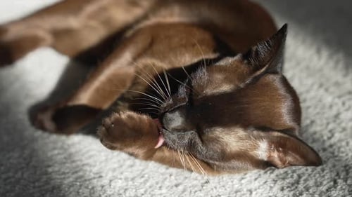 Adorable brown cat indoors. Cat lies on the rug in the house and relaxing