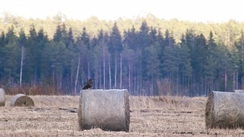 Common buzzard resting watching for pray on hay roll