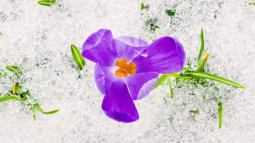 Top View of Crocus Flowers Blooming and Snow Melting in Spring Time Lapse