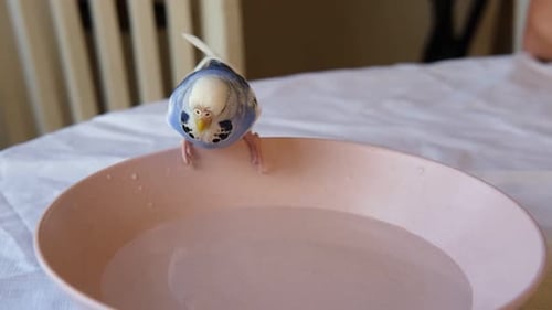 Parrot is Bathing in a Bowl of Water Next to the Cage Budgie Splashing Domestic Animals Healthy