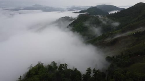 Aerial view of the trees in the valley with fog in the morning.