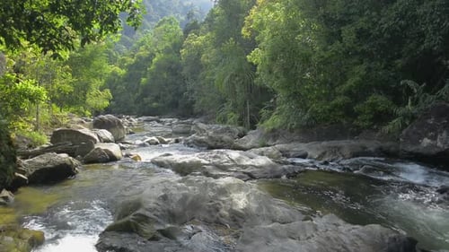 Tiefer Waldfluss, der über glatte Steine inmitten üppiger Vegetation fließt