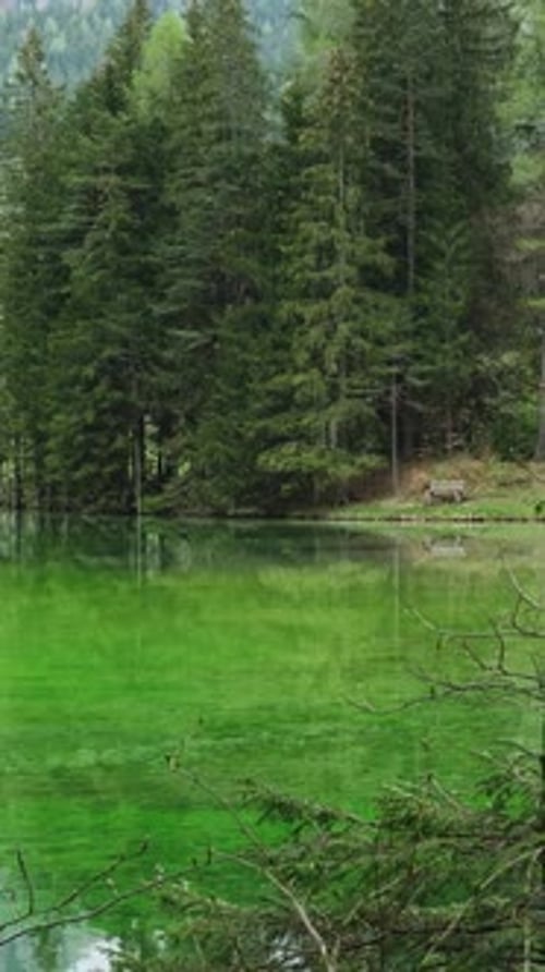 Forest lake landscape at springtime