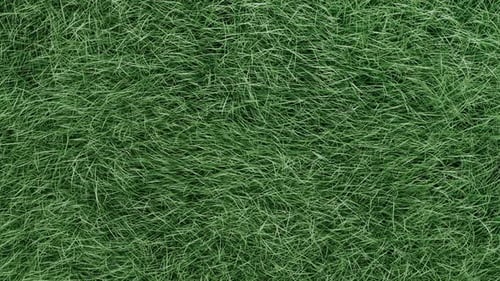 3D Grünes Gras entwickelt sich im Wind