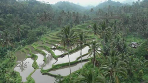 Rice terraces and palm trees in Bali Indonesia