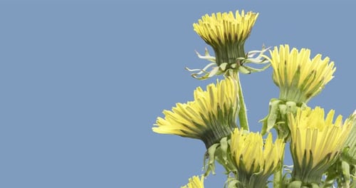 Zeitraffer beim Öffnen einer Pusteblume, Nahaufnahme, Makroaufnahme einer blühenden Blumengruppe, Zeitlupe