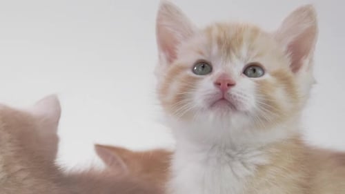 Fondo blanco -Adorables gatitos bebés sobre fondo blanco -gato inspirado en el gato 1080\_1