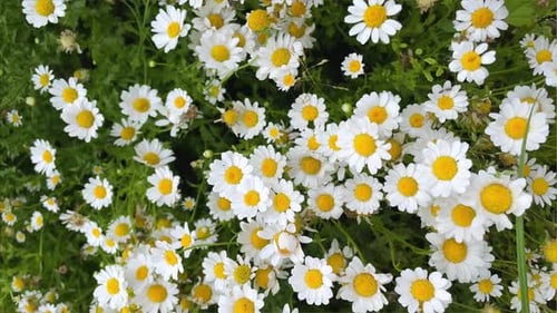 Field of White Daisies in Wind Swaying Close Up White Blooming Chamomile Flowers Summer Field Meadow